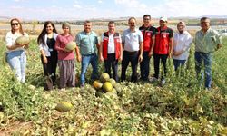 Nevşehir'de İlk Defa Üretimi Yapılan Kışlık Kavun'un Hasadı Başladı