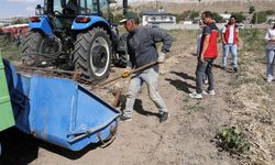 Nevşehir'de Fasulye Hasadı Yapıldı