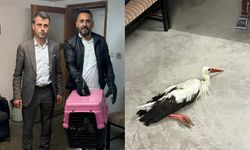 Sulusaray'da Yaralı Bulunan Leylek Tedavi Altına Alındı