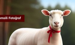 Nevşehir'de Kurbanlık Koyun Kayboldu