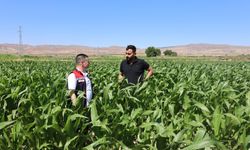 Nevşehir’de Silajlık Mısır Tohumlarının Gelişim Süreci Yerinde İncelendi