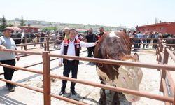 Nevşehir Hayvan Pazarında Arefe Günü’de Denetimler Devam Ediyor