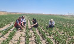 Nevşehir’de Fasulye Tarlalarında Gelişim ve Zararlı Kontrolleri Yapıldı