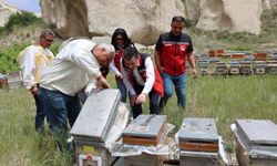 Nevşehir'de 16 Bin 736 Yerleşik Arılı Kovan Bulunuyor