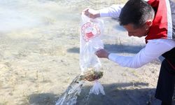 Nevşehir’de 856 Bin Yavru Sazan Balığı Sularla Buluştu