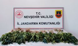 Jandarmadan Uyuştur*cuya Geçit Yok: 26 Kök Skunk Ele Geçirildi