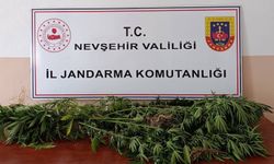 Ortahisar’da Jandarmadan Kenevir Operasyonu: 27 Kök Ele Geçirildi