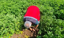 Nevşehir’de Saruhan ve Niğşah Patates Çeşitlerinde Tarla Kontrolü Yapıldı