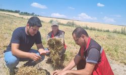 Nevşehir’de Yeşil Mercimek Tarlalarında Hastalık ve Zararlı Kontrolleri Yapıldı