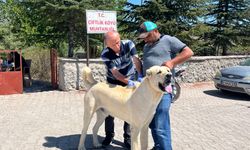 Nevşehir’de Köylerdeki Sahipli Köpeklere Kimliklendirme Çalışması Yapılıyor