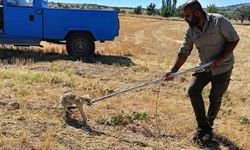 Nevşehir'de Kuyuya Düşen Tilki Kurtarıldı