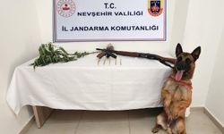 Kozaklı’da Hint Keneviri ve Ruhsatsız Silah Operasyonu