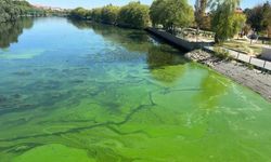 Kızılırmak Nehri’nde Alg Patlaması Gözlemlendi