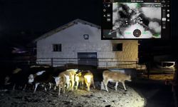 Ürgüp’te Kaybolan 14 Büyükbaş Hayvan Bulunarak Sahibine Teslim Edildi