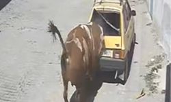Nevşehir’de Ahırdan Kaçan Kızgın Boğa, Hırsını Otomobilden Çıkarttı