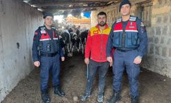 Firar Eden İnekleri Jandarma Ekipleri Buldu