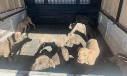Jandarma Yasaklı Irk Köpek Operasyonu Gerçekleştirdi