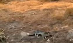 Nevşehir’de Aç Kalan Tilki Şehir Merkezine İndi