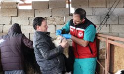 Nevşehir’de Büyükbaş Hayvanlara Şap Aşısı Uygulaması Sürüyor