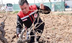 Bağ Budama Çalışmalarında Sona Gelindi