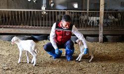 Nevşehir’de Hayvan Küpeleme ve Aşılama Çalışmaları Yerinde İncelendi