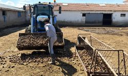 Nevşehir’de Depoda Kalan Patatesler Yozgat'ta Yemde Kullanılıyor: Besiciler Maliyeti Düşürmeye Çalışıyor