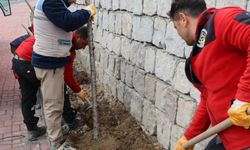 Göreme Belediyesi Esentepe Mevkinde Ağaçlandırma Ve Peyzaj Çalışması Gerçekleştirdi