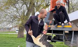 Ağaçta Asılı Kalan Leylek Kurtarıldı