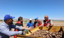 Nevşehir’de 45 Dekarlık Alanda Yer Elması Üretim Çalışması