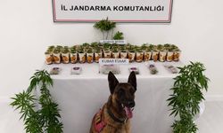 Hacıbektaş’ta 73 Kök Kenevir Ele Geçirildi