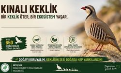 Nevşehir'de 650 Kınalı Keklik Doğaya Salındı