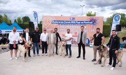 Nevşehirli Yetiştiriciler Çorum'daki Çoban Köpekleri Şampiyonası'na Katıldı