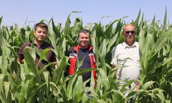 Mısır Üretim Alanlarında İncelemelerde Bulunuldu