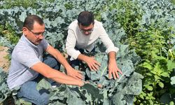 TAKE Projesi Kapsamında Brokoli Hasadı Başladı