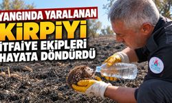 Yangında yaralanan kirpiyi itfaiye ekipleri hayata döndürdü