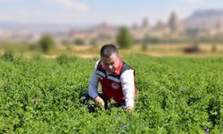 Nevşehir’de Yem Bitkilerinde Planlı Üretim Desteği İçin Kontroller Sürüyor