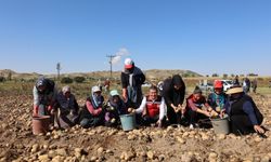 Nevşehir’de 8 Yerli Patates Çeşidinin Deneme Hasadı Yapıldı