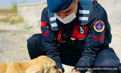 Jandarma 4 Ekim Dünya Hayvanları Koruma Günü Etkinliklerine Katıldı