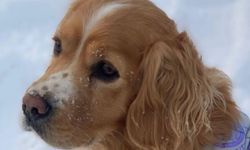 Uçhisar'da Kaybettiği Köpeğini Aranıyor 
