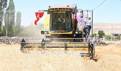 Nevşehir’de Buğday Hasadı Devam Ediyor