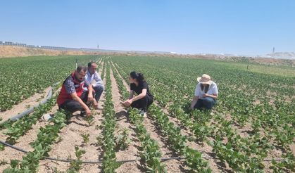 Nevşehir’de Fasulye Tarlalarında Gelişim ve Zararlı Kontrolleri Yapıldı