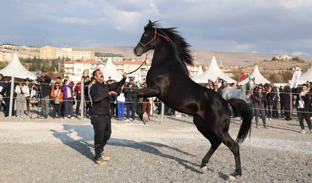 Kapadokya'da Atlar Podyum Çıktı