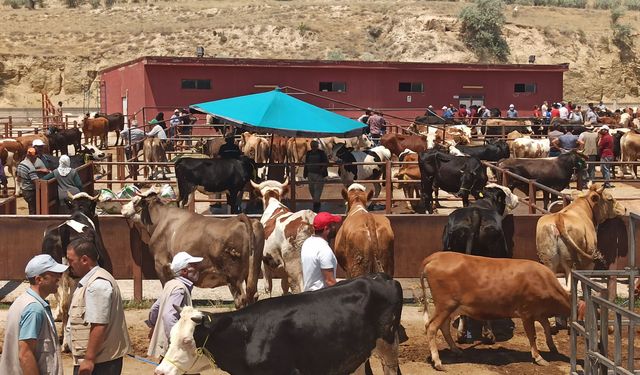 Nevşehir Hayvan Pazarı Pazartesi Açılıyor