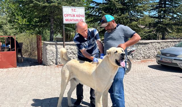 Nevşehir’de Köylerdeki Sahipli Köpeklere Kimliklendirme Çalışması Yapılıyor