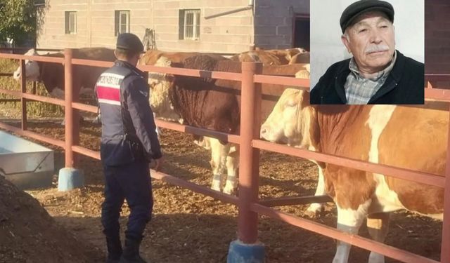Nevşehir'de Boğanın Sıkıştırdığı Yaşlı Adam Hayatını Kaybetti