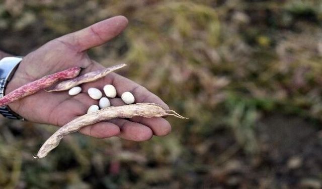 TMO Kuru Fasulye Alımı Başlıyor