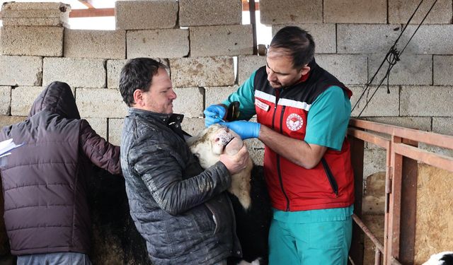 Nevşehir’de Büyükbaş Hayvanlara Şap Aşısı Uygulaması Sürüyor