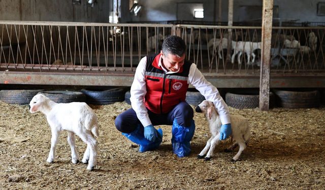 Nevşehir’de Hayvan Küpeleme ve Aşılama Çalışmaları Yerinde İncelendi