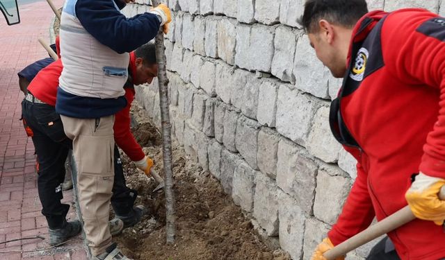 Göreme Belediyesi Esentepe Mevkinde Ağaçlandırma Ve Peyzaj Çalışması Gerçekleştirdi