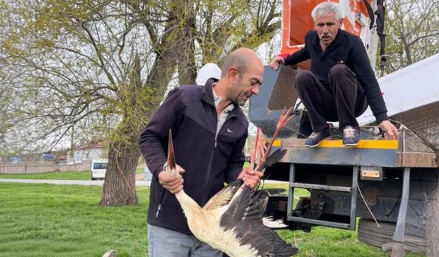 Ağaçta Asılı Kalan Leylek Kurtarıldı
